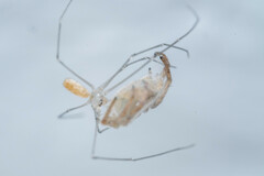 Spermophora senoculata