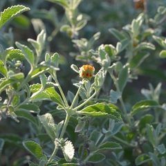 Buddleja marrubiifolia