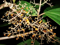 Miconia hypoleuca
