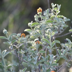 Buddleja marrubiifolia