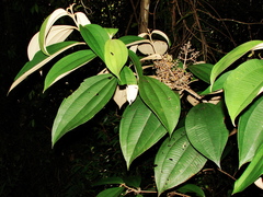 Miconia hypoleuca