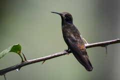 Colibri delphinae
