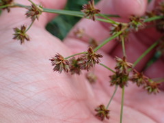Juncus articulatus
