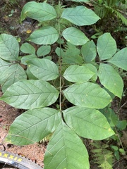 Fraxinus americana
