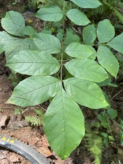 Fraxinus americana