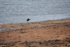 Jacana jacana