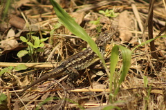 Sceloporus albiventris