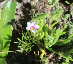 Oxalis pusilla