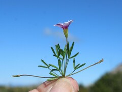 Oxalis pusilla