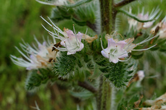 Echium italicum