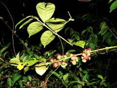 Siparuna guianensis