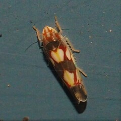 Erythroneura elegans