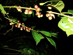Siparuna guianensis