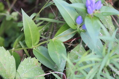 Gentiana clausa