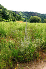 Echium italicum