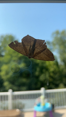 Prochoerodes lineola