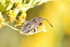 Stictopleurus punctatonervosus