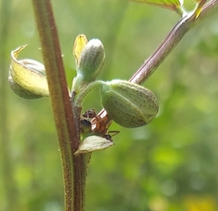 Camponotus floridanus