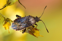 Stictopleurus punctatonervosus