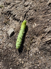Sphingidae