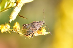 Stictopleurus punctatonervosus