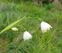 Leucojum aestivum