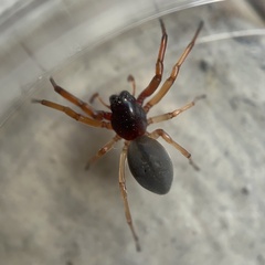 Trachelas tranquillus