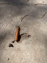 Anisota oslari