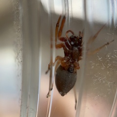 Trachelas tranquillus