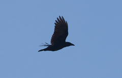 Corvus
