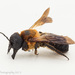 Giant Resin Bees - Photo (c) bioblitz_aggregate_account, some rights reserved (CC BY-NC)