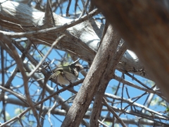 Hemitriccus margaritaceiventer