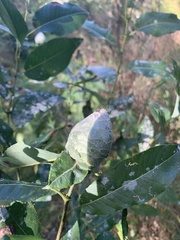 Rabdophaga strobiloides