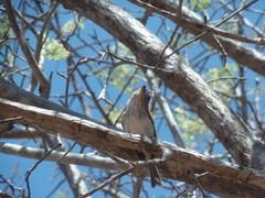 Hemitriccus margaritaceiventer