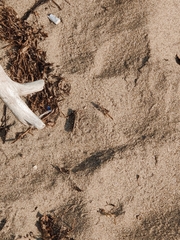 Trimerotropis maritima