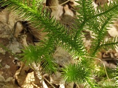 Lycopodium clavatum