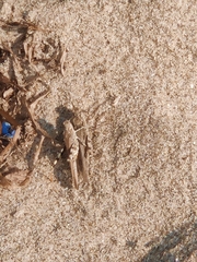 Trimerotropis maritima