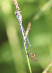 Ischnura verticalis