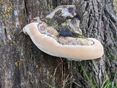 Phellinus igniarius