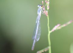 Ischnura verticalis