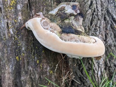 Phellinus igniarius