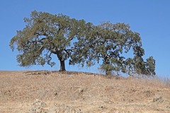 Quercus lobata