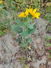 Helianthus hirsutus