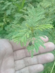 Cryptocephalus