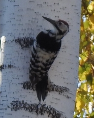 Dendrocopos leucotos