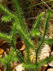 Lycopodium clavatum