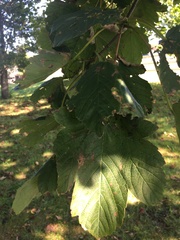 Acer pseudoplatanus