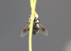 Eristalinae