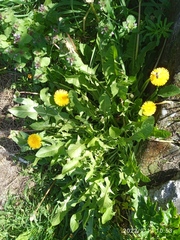 Taraxacum