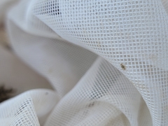 Corythucha marmorata